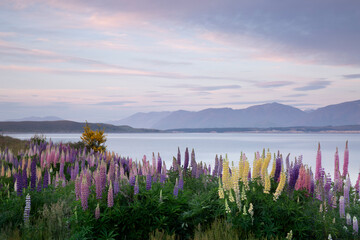 a collection of colorful lupines in front of body of water NZ, sunrise