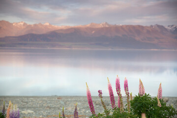 colorful lupines over Lake Pukaki, Mount Cook, New Zealand, focus on lupines