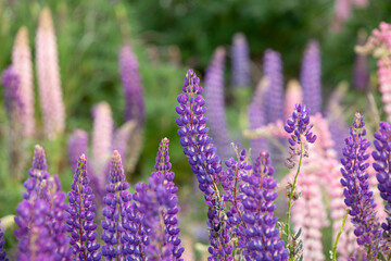  lupine field one of New Zealand's most beautiful invasive weeds, primary color is purple