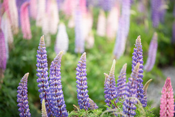 Close up of a lupine in a wider field of flowers, a closeup look of one of New Zealand's most...