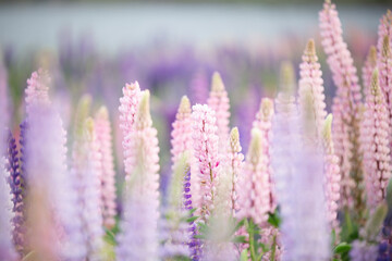 Close up of a lupine in a wider field of flowers, a closeup look of one of New Zealand's most beautiful invasive weeds 