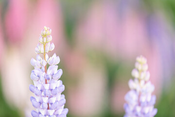 Obraz premium New Zealand lupins, shallow focus, focus on lupine, detailed closeup purple flower