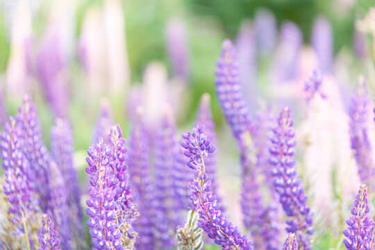 Close up of a lupine in a wider field of flowers, a closeup look of one of New Zealand's most beautiful invasive weeds 