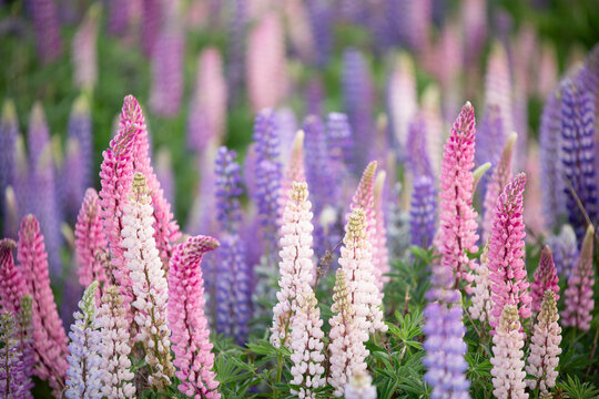  lupine field one of New Zealand's most beautiful invasive weeds, primary color is pink