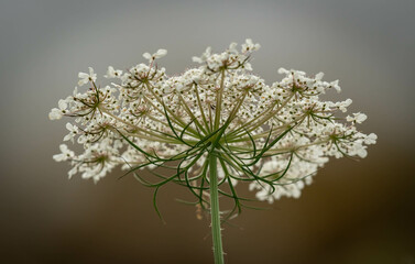 Queen Anne's Lace