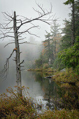 Guilder Pond in Fog