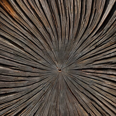 Obraz premium Die Natur als Künstler: Radiale Eleganz in der Textur eines Baumes