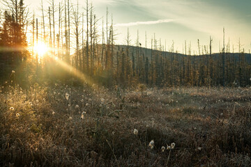 Sunrise at Moose Bog