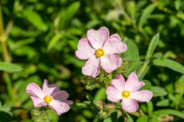 Pale to mid-pink flowers of a rock rose (cistus x lenis 'Grayswood Pink'), a low growing bushy plant