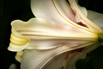 The Beauty of a Lily