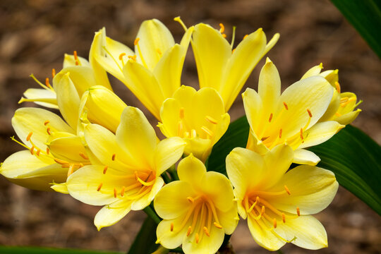 Yellow flowers of a Natal lily (clivia miniata), native to southern Africa