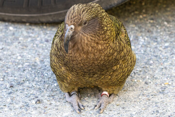 Kea at a Parking Lot on MaKinnon Pass