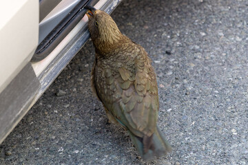 Kea at a Parking Lot on MaKinnon Pass