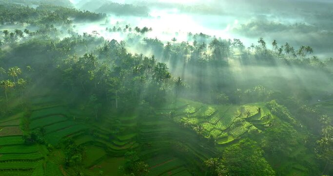 Aerial Panning Scenic View Of Sunrays On Green Rice Paddies During Tranquil Morning - Bali, Indonesia