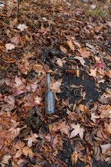 Glass Bottle in the Leaves