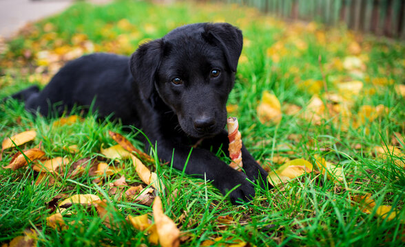 A black labrador puppy lies in the green grass. The dog holds the bone with its paws. A hungry dog looks at the camera. Walking and training. Respite. The photo is blurred