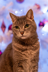 a cat in front of a festively decorated christmas tree