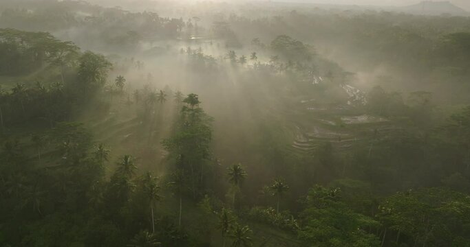 Aerial Forward Scenic Shot Of Tranquil Terraced Fields On Hills During Foggy Weather In Morning - Bali, Indonesia