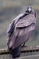 Female Andean condor (Vultur gryphus) in the wild, looking directly at photographer.