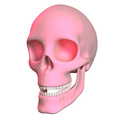 skull skeleton head isolated 3D render Ilustration