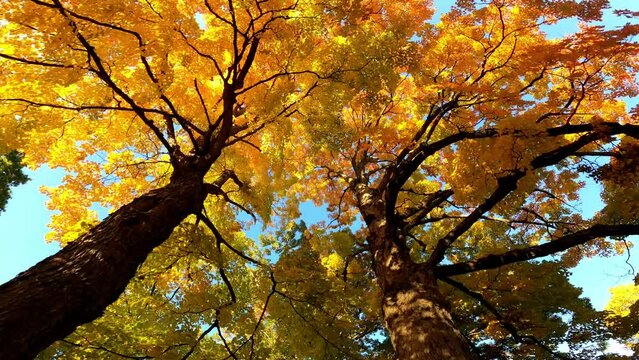 Trees 014 Timelapse Autumn Fall Looking Up Albany New York