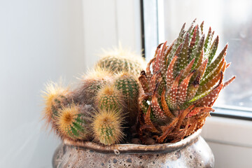 Picture of cactus and pearl plant growing in the pot at home. Houseplant on the windowsill. Bright sunlight