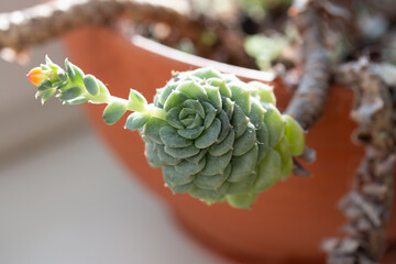 Picture of echeveria with long stem growing in the pot at home. Flowering succulent plant on the windowsill. Bright sunlight