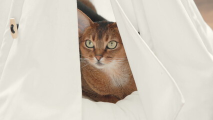 Beautiful brown Abyssinian cat looking at camera close up. Funny kitten resting in white pet house....