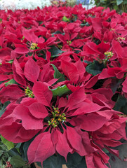 Table of poinsettias for sale for the holidays