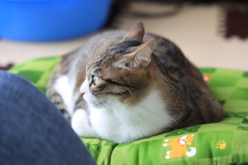 ネコ