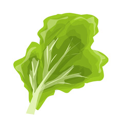 Lettuce Illustration 