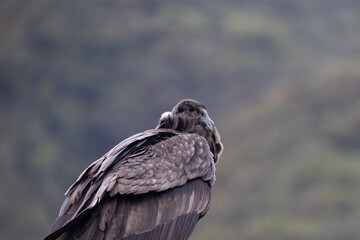 Female Andean condor (Vultur gryphus) in the wild. 