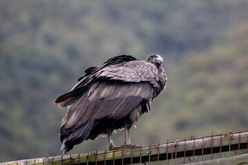 Female Andean condor (Vultur gryphus) in the wild. 
