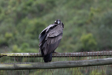 Female Andean condor (Vultur gryphus) in the wild, looking directly at photographer.