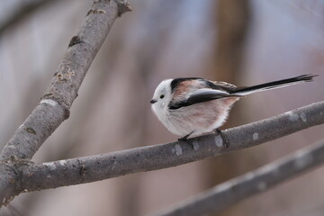 冬毛を纏ったシマエナガが枝に止まっていた