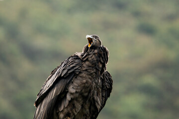 Female Andean condor (Vultur gryphus) in the wild. 