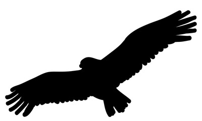 silhouette of the flying eagle