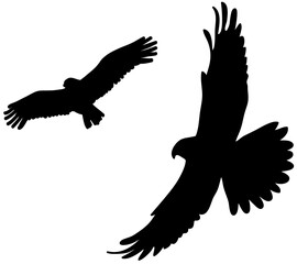 silhouette of two flying eagles