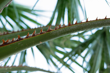 Thorny Palm Frond Close-up