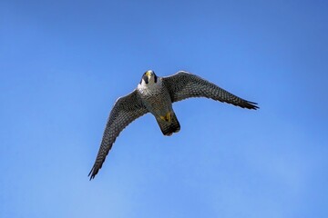 青空バックに頭上を悠然と飛ぶハヤブサ成鳥