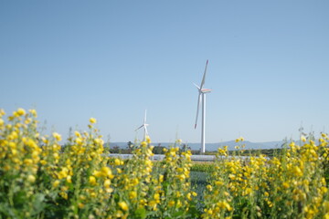 青空の下と野原に佇む風力発電の風車と黄色く咲く菜の花