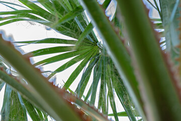 Upward View of Palm Fronds