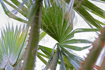 Verdant Palm Fronds Upward View