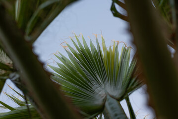 Verdant Palm Fan Framed by Stalks