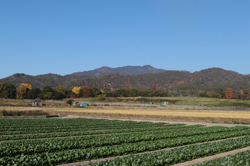 京都　嵯峨野の田園風景