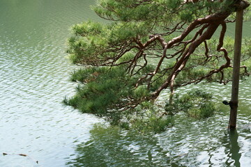 池の水面の上に枝を垂れ下げる松の木