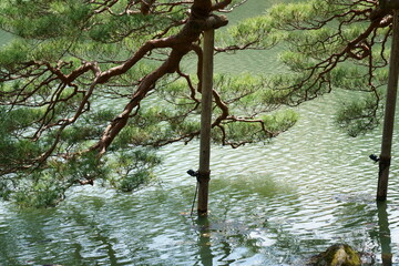 池の水面の上に枝を垂れ下げる松の木