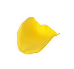 Beautiful yellow rose petal isolated on white