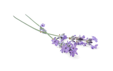 Beautiful aromatic lavender flowers isolated on white