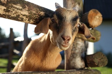 Fototapeta premium Cute goat inside of paddock at farm